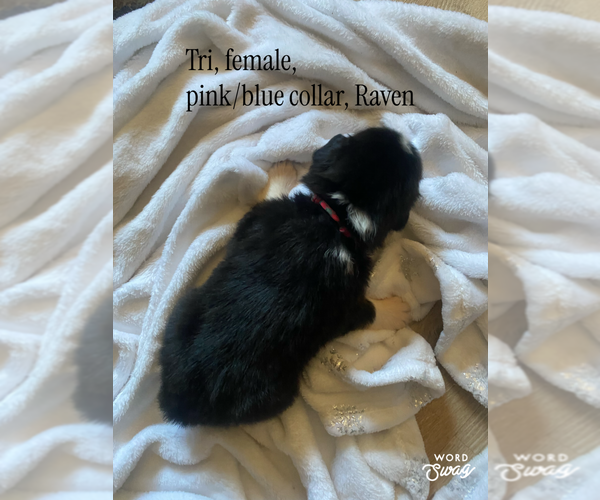 Medium Photo #12 F2 Aussiedoodle Puppy For Sale in ONAWAY, MI, USA