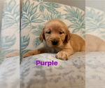 Puppy Puppy 6 Golden Retriever