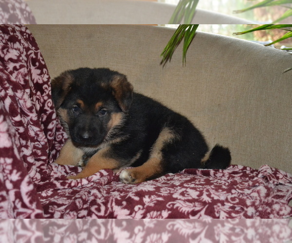 Medium Photo #2 German Shepherd Dog Puppy For Sale in GREENWOOD, WI, USA