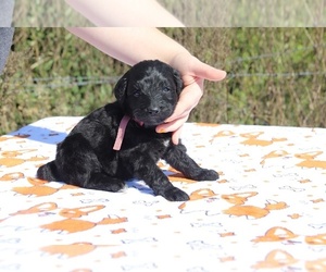 Goldendoodle Puppy for sale in UNION CITY, TN, USA