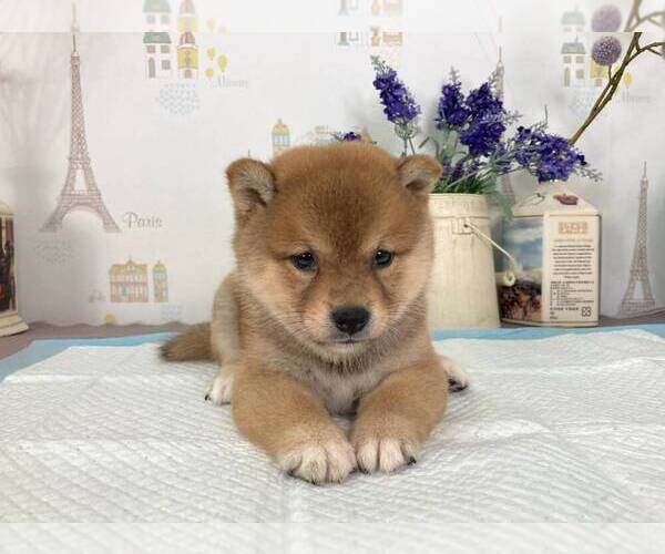 Medium Photo #3 Shiba Inu Puppy For Sale in CHINO HILLS, CA, USA
