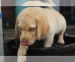 Small Photo #14 Labrador Retriever Puppy For Sale in MANSFIELD, MO, USA