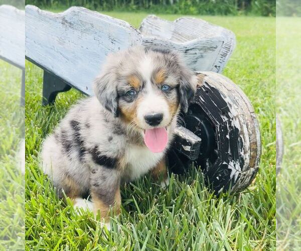 Medium Photo #4 Bernedoodle (Miniature) Puppy For Sale in GORDONVILLE, PA, USA
