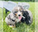 Small #3 Bernedoodle (Miniature)