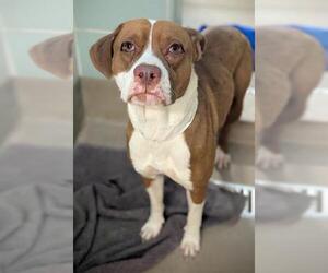 American Staffordshire Terrier-Unknown Mix Dogs for adoption in Fort Lauderdale, FL, USA