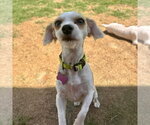 Small #2 Maltese Mix
