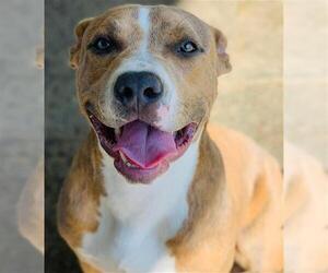 American Staffordshire Terrier Dogs for adoption in Riverside, CA, USA