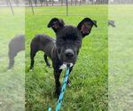Small #2 Boxer Mix