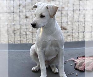 Rylee - Male Labrador Retriever-Unknown Mix Dog for Adoption - Photo #7