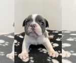 Small Photo #2 French Bulldog Puppy For Sale in MILLIKEN, CO, USA