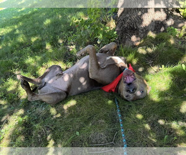 Medium Photo #4 Mutt Puppy For Sale in St. Cloud, MN, USA