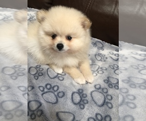 Pomeranian Puppy for Sale in CAPE CORAL, Florida USA