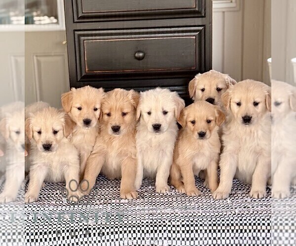 Medium Photo #2 Golden Retriever Puppy For Sale in BIRD IN HAND, PA, USA