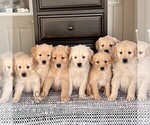 Small #1 Golden Retriever