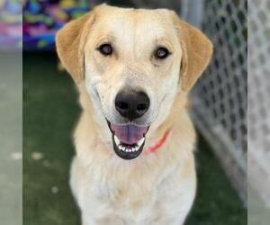 Golden Pyrenees Dogs for adoption in San Diego, CA, USA