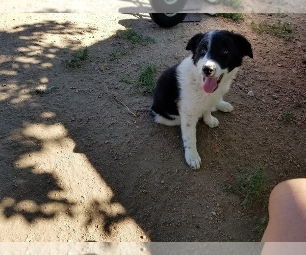 Medium Photo #1 Border Collie Puppy For Sale in WILLIAMSBURG, CO, USA