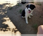 Small Photo #1 Border Collie Puppy For Sale in WILLIAMSBURG, CO, USA