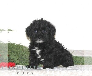 Shih Tzu-YorkiePoo Mix Puppy for sale in RISING SUN, MD, USA