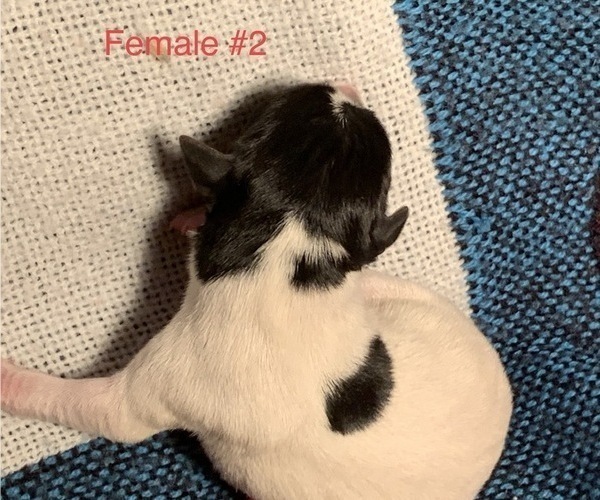 Medium Photo #2 Jack Russell Terrier Puppy For Sale in KINGSVILLE, MO, USA