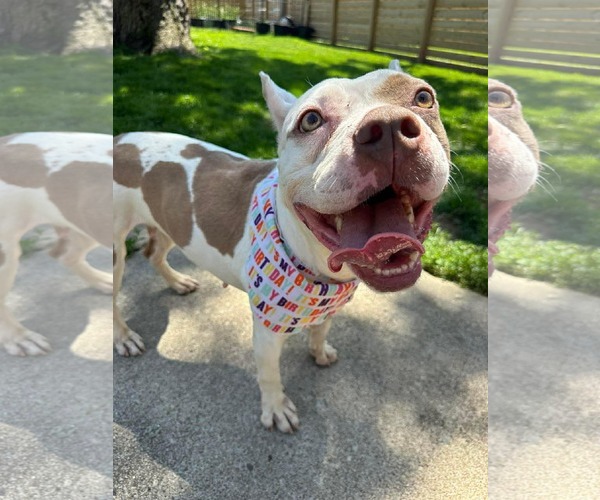 Medium Photo #1 American French Bull Terrier Puppy For Sale in Germantown, OH, USA