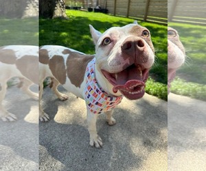 American French Bull Terrier Dogs for adoption in Germantown, OH, USA
