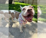 Small American French Bull Terrier