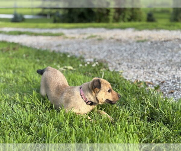 Medium Photo #2 Mutt Puppy For Sale in Brooklyn Center, MN, USA