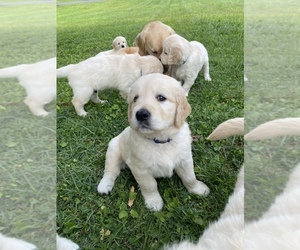 Golden Retriever Puppy for sale in HENDERSONVILLE, NC, USA