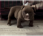 Small American Bully