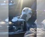 Small Photo #4 Bulldog-Unknown Mix Puppy For Sale in Cape May, NJ, USA