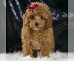 Small Photo #110 Poodle (Miniature) Puppy For Sale in WARSAW, IN, USA