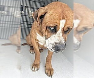 Boxador Dogs for adoption in Houston, TX, USA