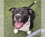 Small #1 American Staffordshire Terrier Mix