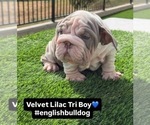Small #1 English Bulldog