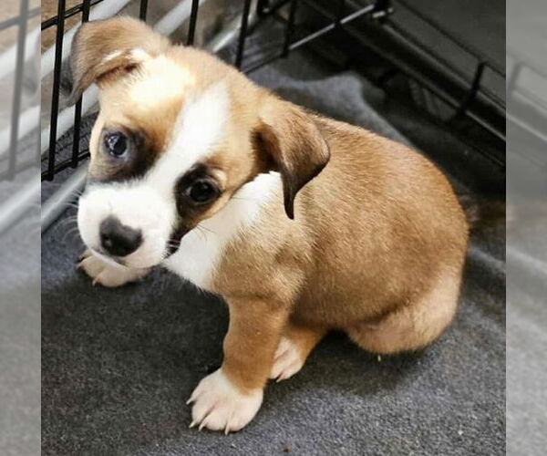 Medium Photo #2 Border Terrier-Unknown Mix Puppy For Sale in Williamsburg, NM, USA