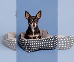 Small #4 Chihuahua Mix