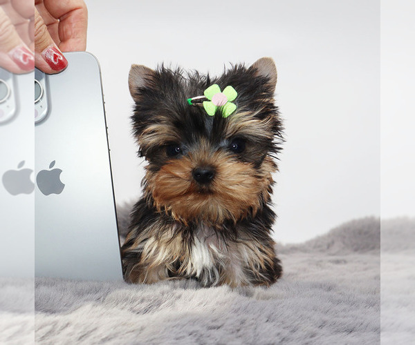 Medium Photo #1 Yorkshire Terrier Puppy For Sale in LOS ANGELES, CA, USA