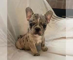 French Bulldog Puppy for sale in JOHNS ISLAND, SC, USA