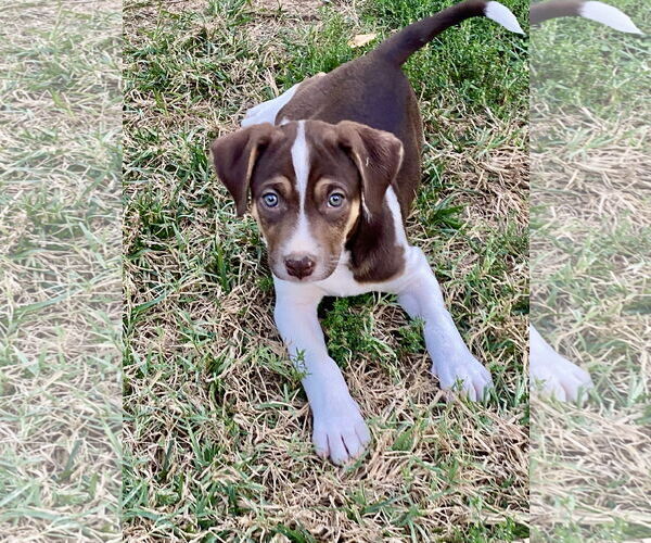 Medium Photo #6 Mutt Puppy For Sale in Hillsboro, MO, USA