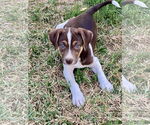 Small #5 Mutt