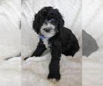 Small Photo #10 Sheepadoodle Puppy For Sale in RIALTO, CA, USA