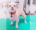 Small #1 Shih Tzu Mix