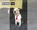 Small #3 Boston Terrier