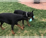 Small Photo #35 Doberman Pinscher Puppy For Sale in MACUNGIE, PA, USA