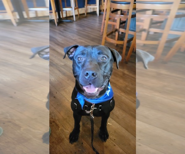 Medium Photo #2 Mutt Puppy For Sale in Pompano Beach , FL, USA