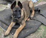 Small Photo #10 Belgian Malinois Puppy For Sale in ONTARIO, CA, USA