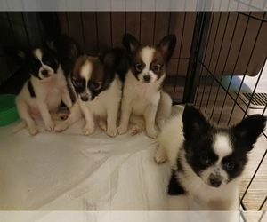Papillon Puppy for sale in BRANSON, MO, USA