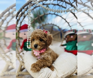 Poodle (Toy) Puppy for sale in VALLEY CENTER, CA, USA