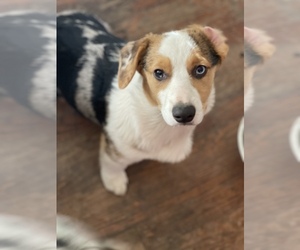 Welsh Cardigan Corgi Puppy for sale in LANCASTER, SC, USA