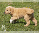 Small #2 Golden Pyrenees-Poodle (Standard) Mix